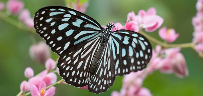 A blue and black butterfly sitting on pink flowers