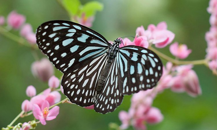 A blue and black butterfly sitting on pink flowers