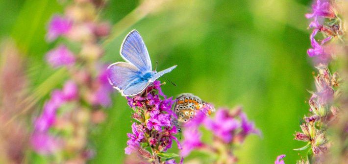 A purple butterfly sitting on lilac flowers