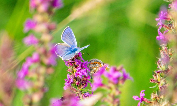 A purple butterfly sitting on lilac flowers