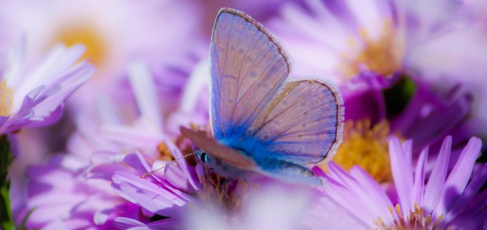 A close up of a lilac butterfly on purple flowers