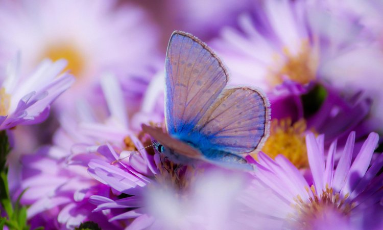 A close up of a lilac butterfly on purple flowers