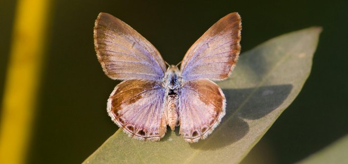 A close up of a purple and brown butterfly on a green leaf