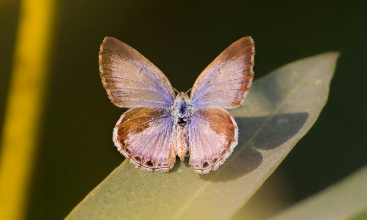 A close up of a purple and brown butterfly on a green leaf