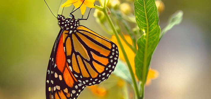 A yellow and black butterfly hanging on a yellow flower