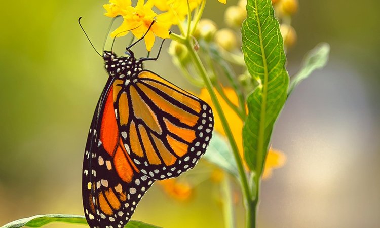 A yellow and black butterfly hanging on a yellow flower
