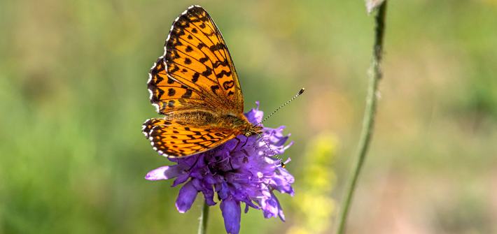 An orange butterfly sitting on a purple flower