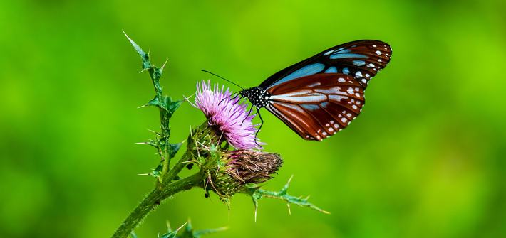 A blue and brown butterfly sitting on a purple flower