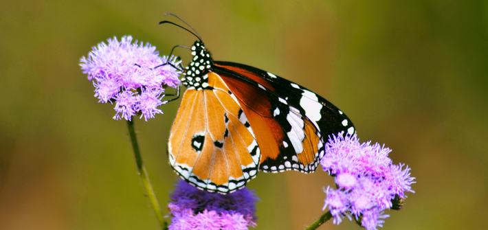 An orange butterfly sitting on a purple flower