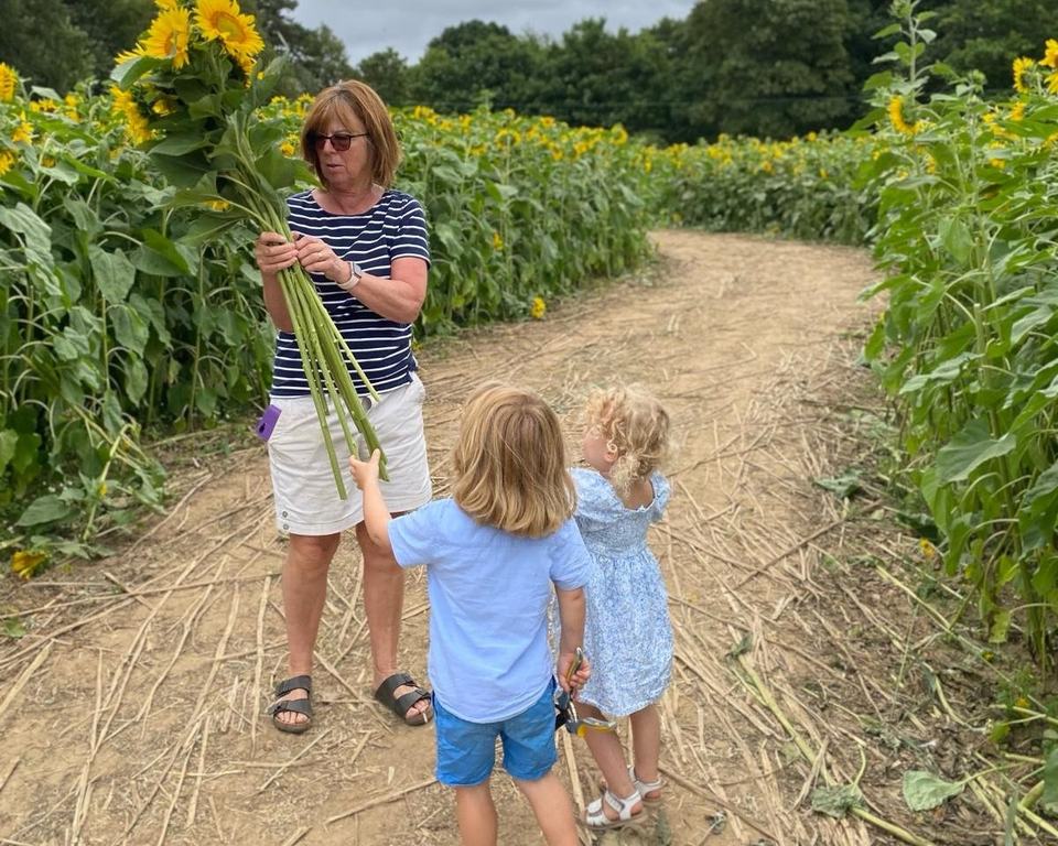 a grandmother picking sunflowers with her twin grandchildren