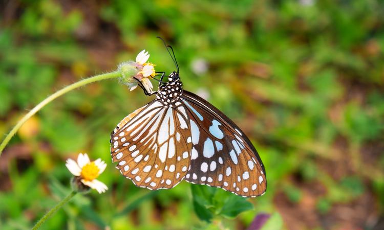 a black and blue butterfly perched on a budding flower