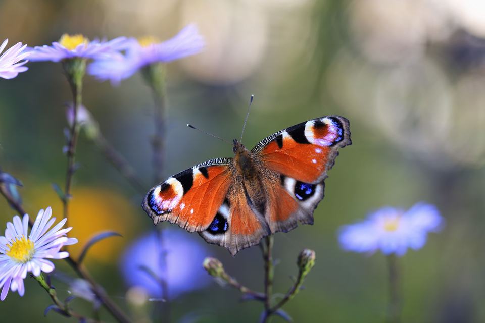 A vibrant peacock butterfly resting on purple aster flowers in a sunlit garden