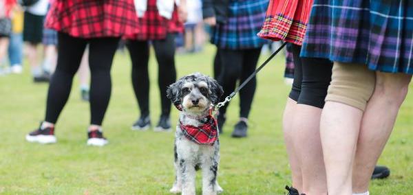 dog wearing a tartan bandana on a lead amongst people wearing tartan kilts